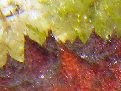 Colore apici delle papille di Holothuria tubulosa